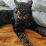 Picture of cat lost at Matzenheim