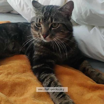 Photo 1/1 Moustache Chat lost in Matzenheim