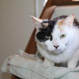 Picture of cat lost at Seilh