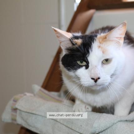 Photo 1/1 Cat reunited Lost in Seilh