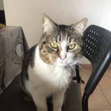 Picture of cat lost at Vedene