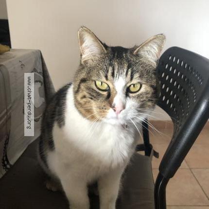 Photo 1/1 HAPPY Chat lost in Vedene