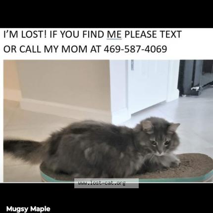 Picture of cat lost at Alva
