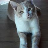 Picture of cat lost at Savignac Sur Leyze