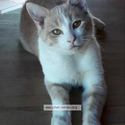 Photo 1/1 Caramel Chat lost in Savignac sur leyze