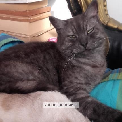 Photo 1/1 Cat reunited Lost in Roubaix