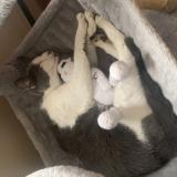 Picture of cat lost at Montreal