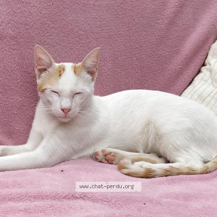 Photo 1/1 DOUDOU Chat lost in Vaureal