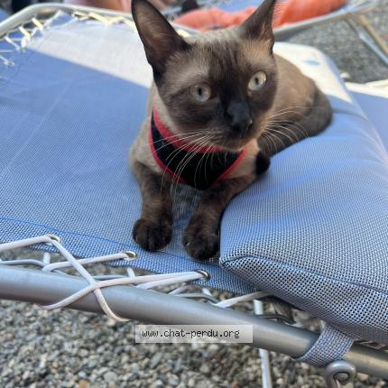 Photo 1/1 Reunited cat Lost in Roquebrune Sur Argens