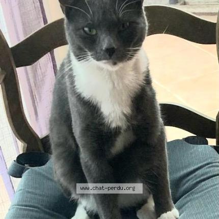 Photo 1/1 Reunited cat Lost in Toulon