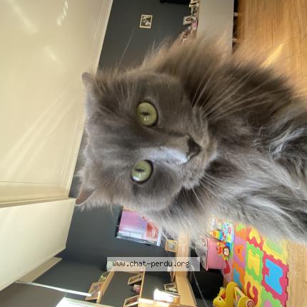 Foto 1/1 Kat teruggevonden Vermist in Beersel