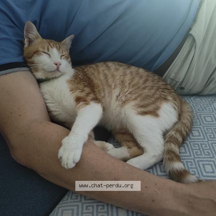 Foto 1/1 Wiedergefundene Katze Verloren in Villars Sous Yens