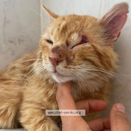 Photo 1/1 Cat reunited Lost in Vic la gardiole