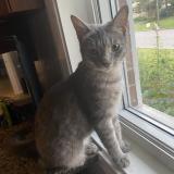 Picture of cat lost at Quebec Sainte Foy