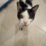 Picture of cat found at Toulouse