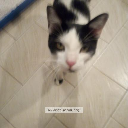 Photo 1/1 Cat reunited Found in Toulouse