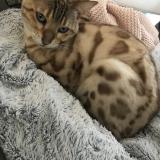 Picture of cat lost at Geispolsheim