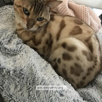 Photo 1/1 Khali Chat lost in Geispolsheim