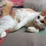 Picture of cat lost at Baccarat