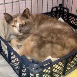 Picture of cat lost at Clermont Ferrand