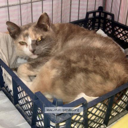 Photo 1/1 Cat reunited Lost in Clermont ferrand