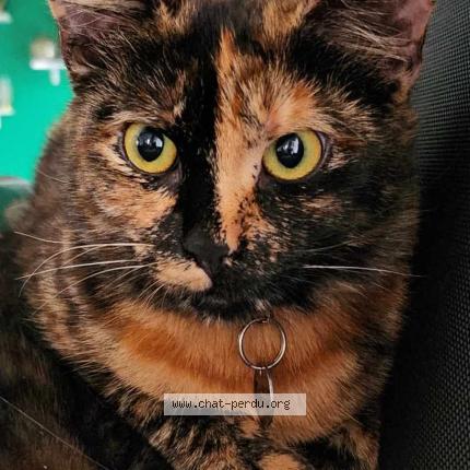 Photo 1/1 Reunited cat Lost in Marseille