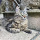 Picture of cat lost at Tavera