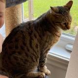 Picture of cat lost at Neuville