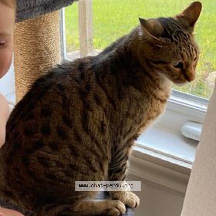 Photo 1/1 Cat reunited Lost in Neuville