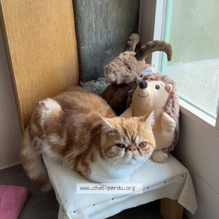 Foto 1/1 Wiedergefundene Katze Verloren in Aire La Ville