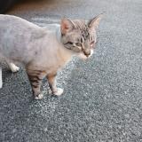 Picture of cat found at Aix En Provence