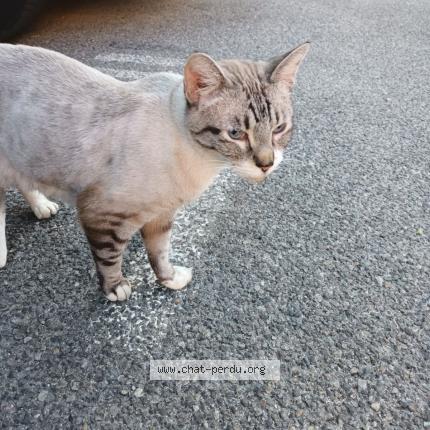 Photo 1/1 Cat reunited Found in Aix en provence