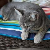 Picture of cat lost at Longueuil