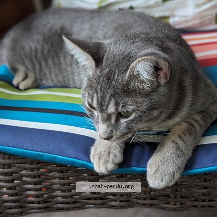 Photo 1/1 Cat reunited Lost in Longueuil