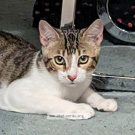 Foto 1/1 Wiedergefundene Katze Verloren in Meyrin