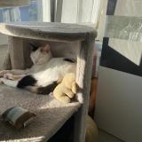 Picture of cat lost at Geneve