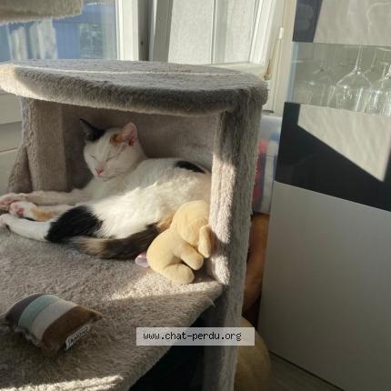 Photo 1/1 Cat reunited Lost in Geneve