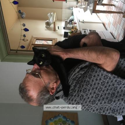 Foto van vermiste kat in Molenbeek