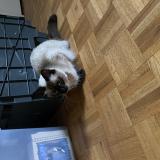 Picture of cat found at Montreal