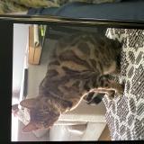 Picture of cat lost at Laval