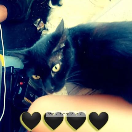 Photo 1/1 Reunited cat Lost in Arles
