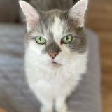 Picture of cat lost at Lasalle