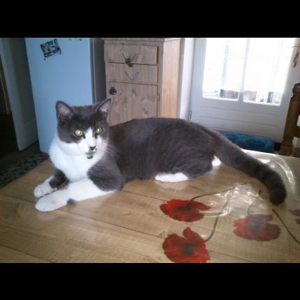 Photo 1/1 Bidule Chat lost in La mothe achard