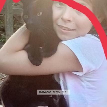 Foto van vermiste kat in Surice