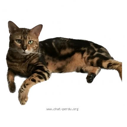 Foto 1/1 Kat teruggevonden Vermist in Brussels