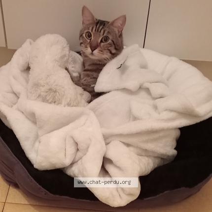 Photo 1/1 Reunited cat Lost in Marseille