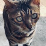 Picture of cat lost at Mirabel