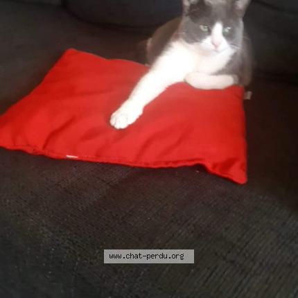Photo 1/1 Reunited cat Lost in Marseille