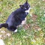 Picture of cat lost at Besse Sur Issole