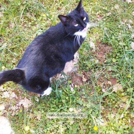 Photo 1/1 Noisette Chat lost in Besse sur issole